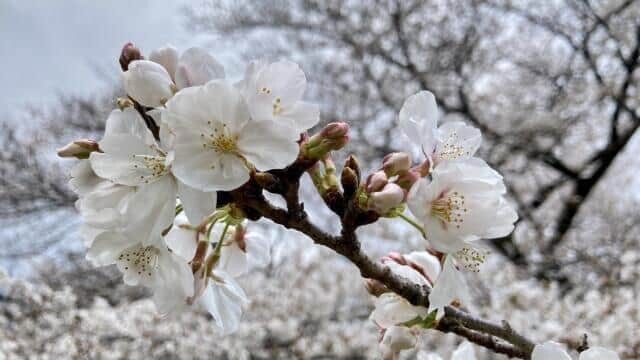 全国各地で桜の老齢化が問題となっている(画像はイメージ)