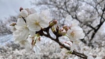相次ぐ桜の倒木「人間だって50年、60年生きていれば人間ドック...木もメンテナンスが必要」長嶋一茂さん訴える