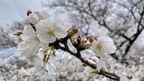 相次ぐ桜の倒木「人間だって50年、60年生きていれば人間ドック...木もメンテナンスが必要」長嶋一茂さん訴える