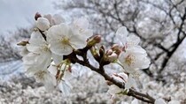 相次ぐ桜の倒木「人間だって50年、60年生きていれば人間ドック...木もメンテナンスが必要」長嶋一茂さん訴える