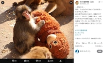 子ザル・パンチの市川市動植物園、マナー向上「標語」をXで募集　課長が明かす「観覧規制」しない理由