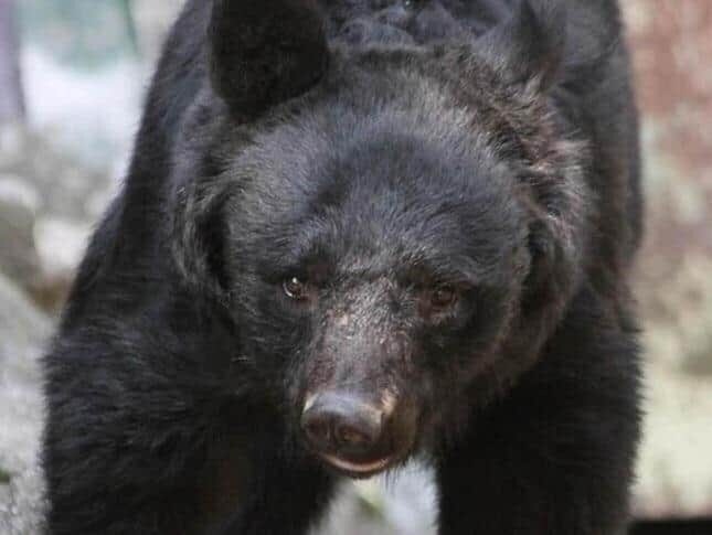 今年はクマの出没が早いようだ（画像はイメージ）