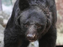 岩手で女性の遺体を発見、クマに襲われたのか？　「いたよ」とクマの動画を見せ合うほど身近に迫っている