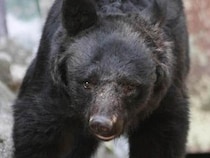 岩手で女性の遺体を発見、クマに襲われたのか？　「いたよ」とクマの動画を見せ合うほど身近に迫っている