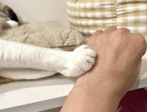 NHKがネコのトリセツ特集　ネコ大好き芸人が「恋愛に近い」と持論を展開