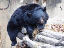 クマ対策にAIロボット導入はどうか　誘導して山へ帰す、賢いクマとの知恵比べ
