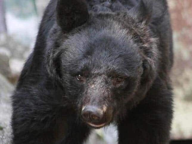 大型連休もクマにご注意（画像はイメージ）