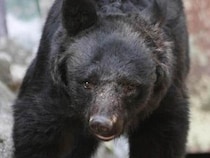 GW観光地はクマ警戒、京都・日光・白川郷はウェブサイトで注意呼びかけ