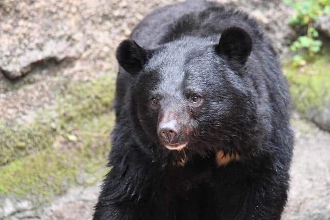 宮城県市街地でも春グマが出没(画像はイメージ)