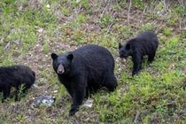 春グマが街に出没、玉川徹氏が警鐘「山の中のクマの数を何らかの形で減らさないと」...さらなる被害に懸念