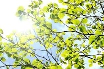 全国各地で季節外れの真夏日　石原良純さん「僕らも生活習慣を変えなければ」...地球の温暖化現象に危機意識