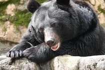 サッカーの試合中にクマが出没、選手や保護者ら100人が避難　スポーツ合宿の聖地で知られる長野・菅平高原