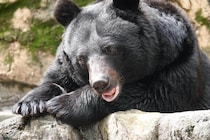 奥多摩で下半身だけの遺体発見、クマによる被害か　「対策をとらなければ将来的に府中あたりまで...」専門家の見方