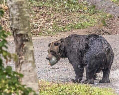 クマは逃走中　福島市は警戒を呼びかけ（画像はイメージ）