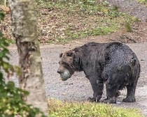 クマに麻酔銃が効かない？福島市の立てこもりクマ逃走　「避難訓練みたいなものを今後考えた方が」と専門家