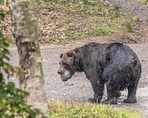 クマに麻酔銃が効かない？福島市の立てこもりクマ逃走　「避難訓練みたいなものを今後考えた方が」と専門家