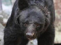 ええっ、1頭じゃないの？　宇都宮のクマはどこに...大学キャンパスでも目撃