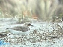 絶滅危惧種「シロチドリ」の卵を砂で埋める→親が巣を放棄　撮影映像がショッキング、なぜこんなことを