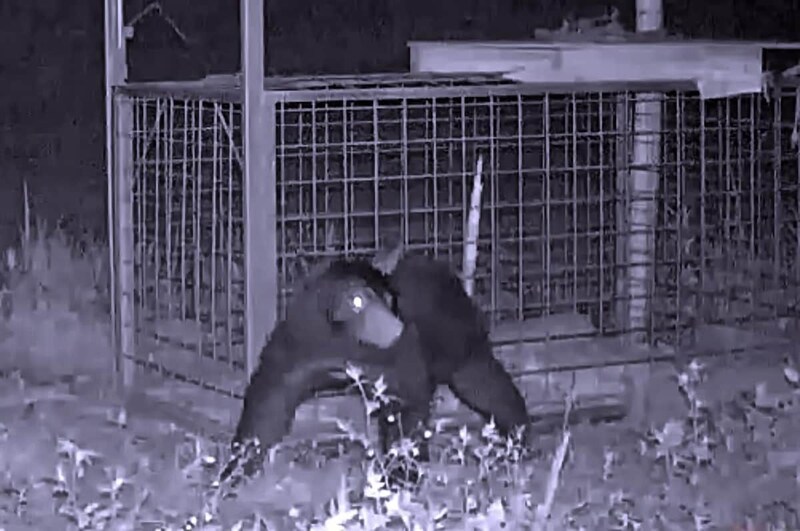 鳥獣保護管理法では、狩猟や許可捕獲の対象以外の動物を捕獲することは禁止