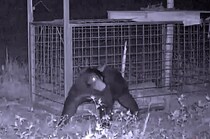 「おり」にかかっても山へ戻す、狩猟解禁しても冬だけになりそう　「クマは守るべき」の仕組みは限界寸前に