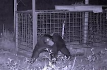 「おり」にかかっても山へ戻す、狩猟解禁しても冬だけになりそう　「クマは守るべき」の仕組みは限界寸前に