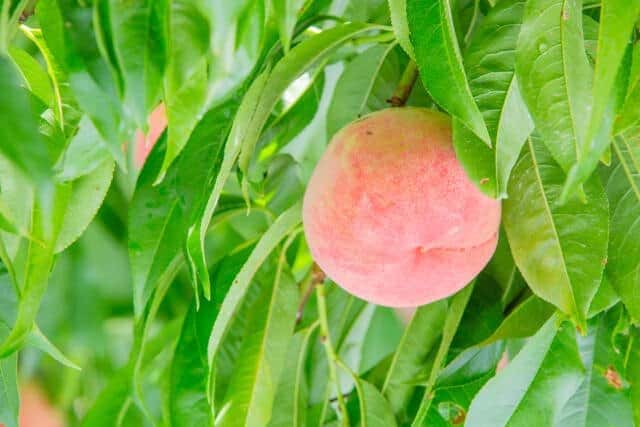 今年の桃は天候に恵まれ甘く豊作だという(写真はイメージ)