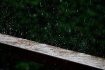 東京・目黒にも毒キノコ、ゲリラ雷雨でオオシロカラカサタケが都市部に発生する恐れ...犬の散歩にも注意