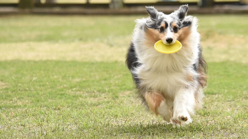 この犬の写真、どう説明する？「地頭がいい子」とそうでない子の“決定的違い”を生む、言語化能力の壁