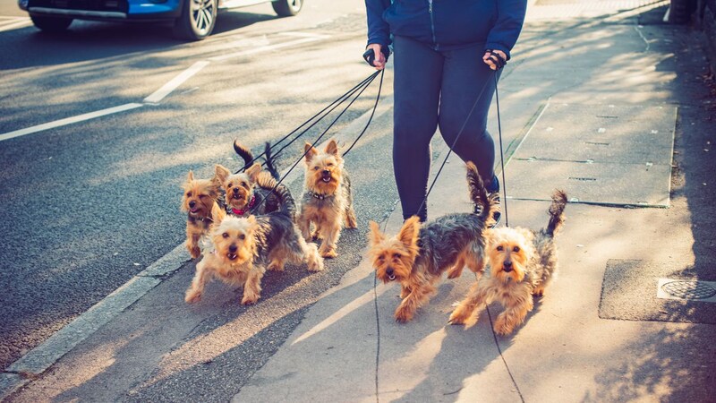 令和に増える「働かない」新富裕層の実態…1日5回犬の散歩、平日昼下がりの丸の内でお茶 特徴は「ヒマ」