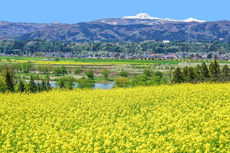 （菜の花公園（長野県）／PIXTA）