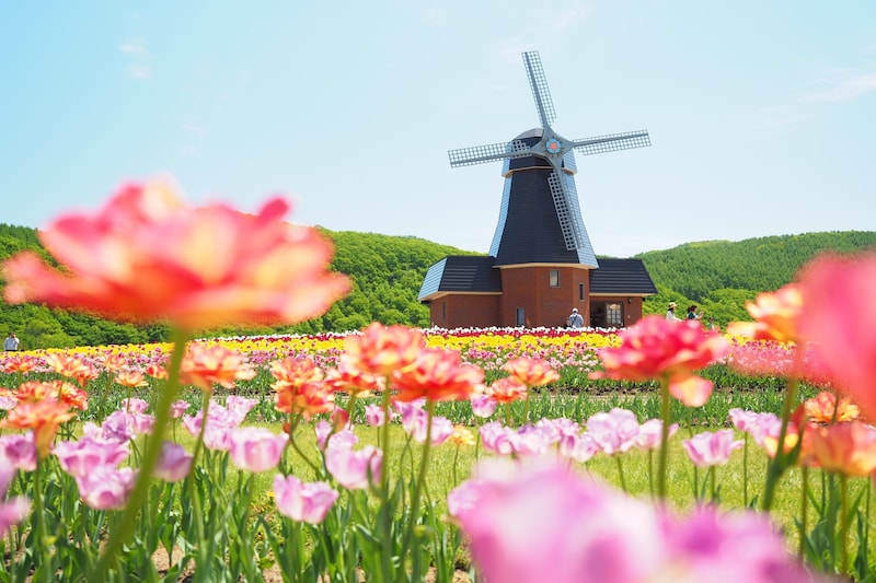 （かみゆうべつチューリップ公園（北海道）／PIXTA）