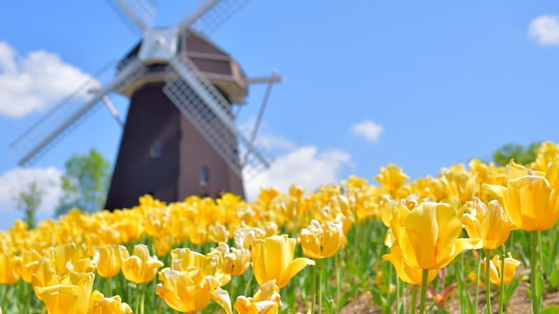 栃木県の「あしかがフラワーパーク」が2位に…4～5月が見ごろ！GWにおすすめな「春の花絶景」ランキングTOP3