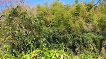 「国が9割引きで転売」は本当か？ 相続土地“最大93％減額”の実態を読み解く