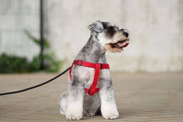 お散歩中もご安全に!(写真はPhotoAC)