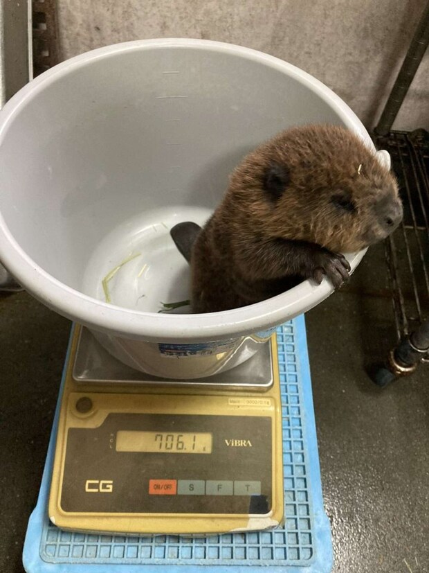 体重測定をする7日齢の時のコッペさん(画像は高知県立のいち動物公園の公式Xアカウントの投稿より)