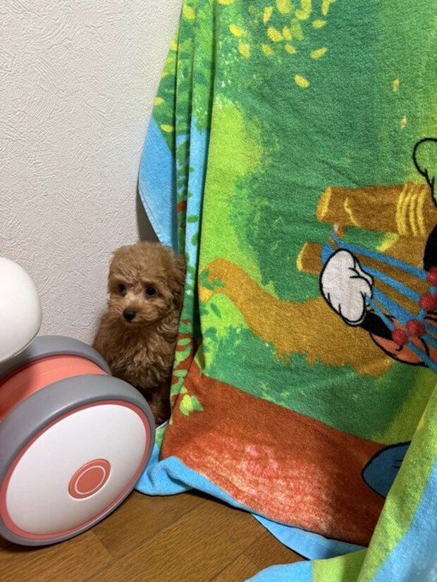 すみっこに逃亡（画像提供：りえ＠dkr_0801さん）