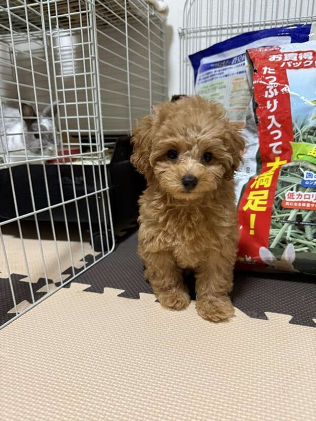 慣れてきた2匹（画像提供：りえ＠dkr_0801さん）