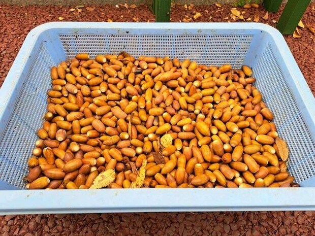 日立市かみね動物園公式Xアカウント(@HitachiCity_Zoo)の投稿より、集まったどんぐり