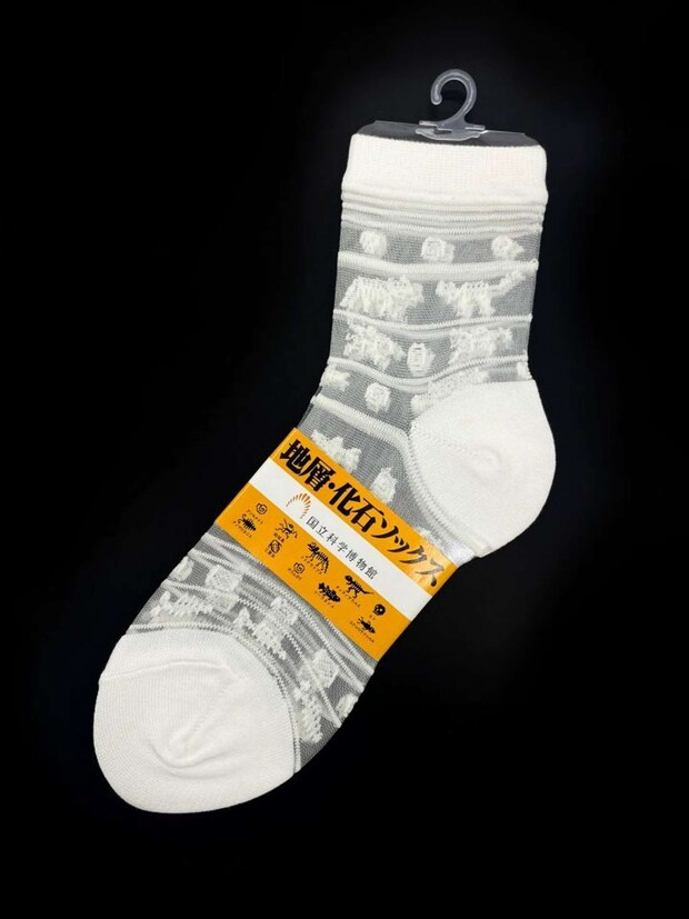 アノマノカリス、三葉虫、オウムガイ、シーラカンス、スクレロケファルス、アンモナイト、始祖鳥、トリケラトプス、ティラノサウルス、ヒト(画像提供:国立科学博物館、再掲)