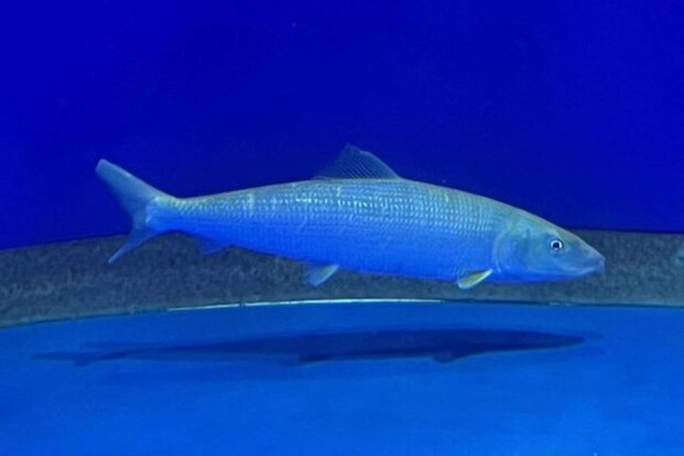 ソトイワシ(画像提供:アクアワールド茨城県大洗水族館)