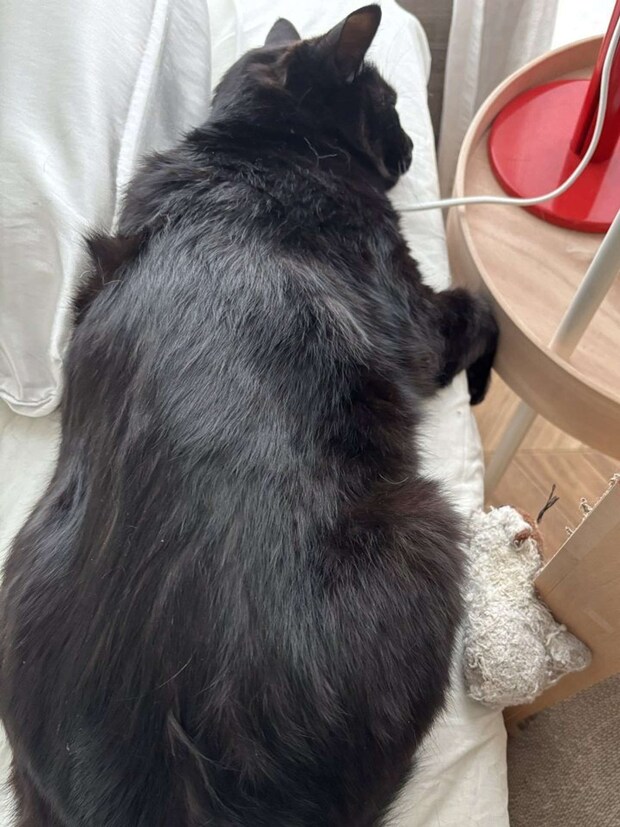 お友だちのぬいぐるみと(画像提供:In.S_そーい(@In_s_soi)さん)