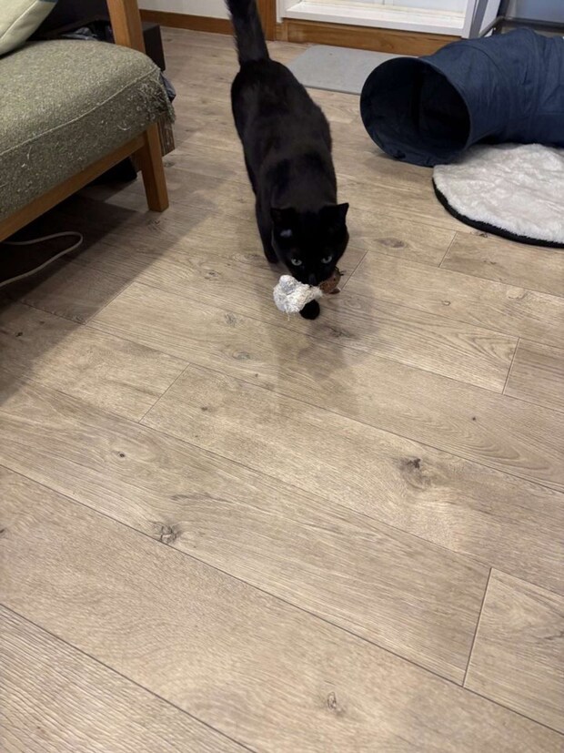 お友達を連れ歩く(画像提供:In.S_そーい(@In_s_soi)さん)