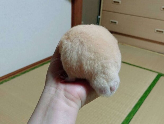 画像提供:べーーやん(@hamuhamustar924)さん、再掲