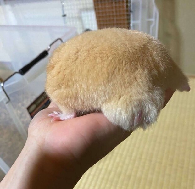 画像提供:べーーやん(@hamuhamustar924)さん