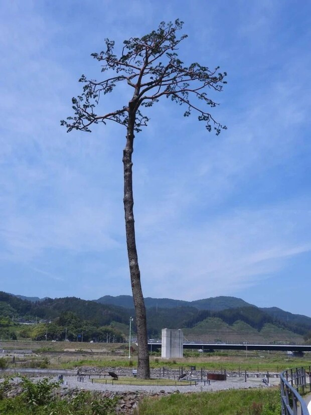 「奇跡の一本松」実物 (画像提供:一般財団法人公園財団)