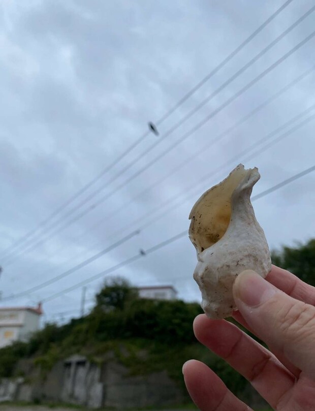 画像提供：＠tetsu_tochiさん、白い巻貝の貝殻と上方の電線にとまるカラス