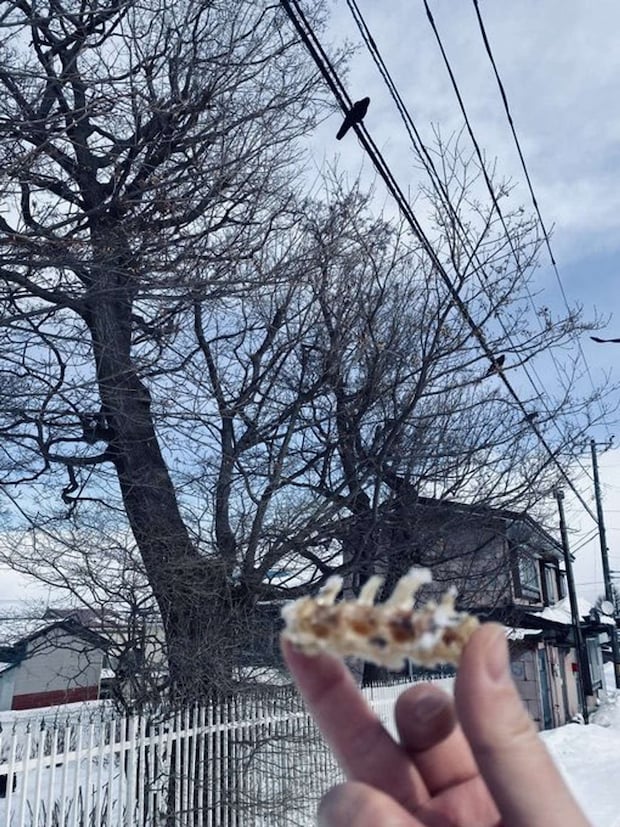 画像提供：＠tetsu_tochiさん、魚の背骨と上方の電線にとまるカラス