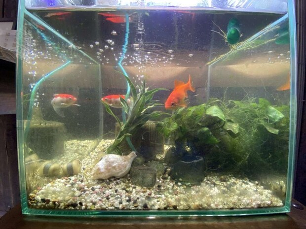 画像提供：＠tetsu_tochiさん、水槽の中にカラスにもらった貝殻