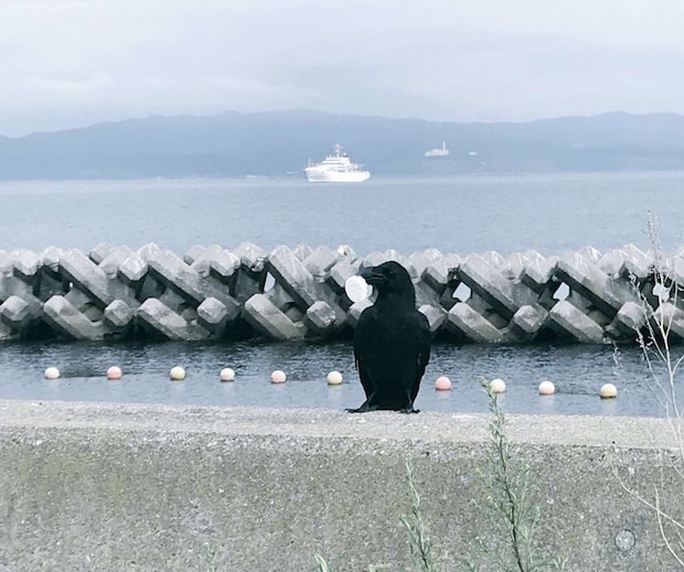 ＠tetsu_tochiさんが「何食べてんの？」と尋ねると、食べていた落雁を持ち上げて見せてくれたカラス