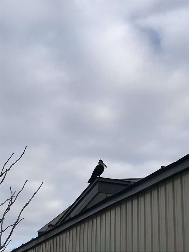 ＠tetsu_tochiさんの家までホッケの骨を見せびらかしにきたカラス